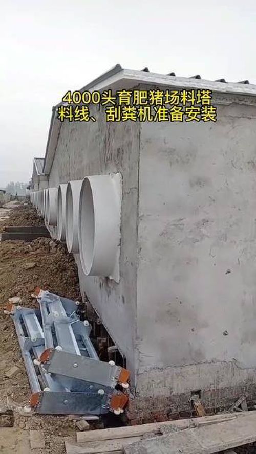 江苏淮安4000头育肥猪场养猪设备料塔料线 热镀锌刮粪机准备安装 料塔料线 养猪设备
